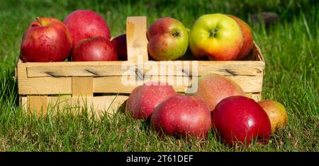 Frische Äpfel in einem Holzkorb Stockfoto