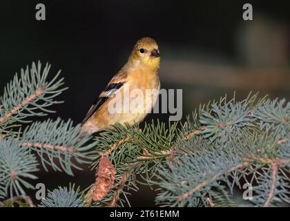 Hübscher weiblicher amerikanischer Goldfinch (Spinus tristis), der im Chippewa National Forest im Norden von Minnesota, USA, thront Stockfoto