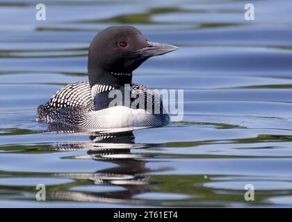 Schöner Erwachsener gemeiner Loon (Gavia immer) schwimmt im Sommer in einem nördlichen Minnesota See im Chippewa National Forest im Norden von Minnesota USA Stockfoto