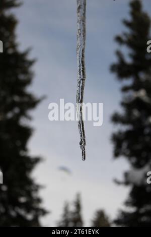 Isolierter einzelner Eiszapfen im Freien vor einem blauen Himmelsverlauf, umgeben von einem unscharfen, immergrünen Baumrahmen (Verbier, Wallis, Schweiz) Stockfoto