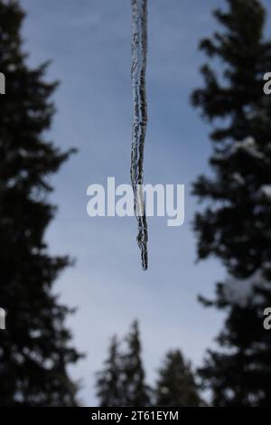 Isolierter einzelner Eiszapfen im Freien vor blauem Himmel, umgeben von einem unscharfen, immergrünen Baumrahmen (Verbier, Schweiz) Stockfoto