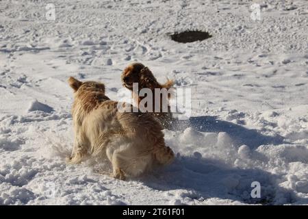 Cocker Spaniel und Golden Retriever Hunde spielen im Schnee Stockfoto