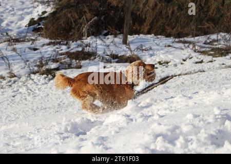 Cocker Spaniel Hund spielt im Schnee Stockfoto