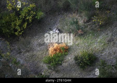 Luftperspektive eines Kängurus in seinem natürlichen Lebensraum. Stockfoto