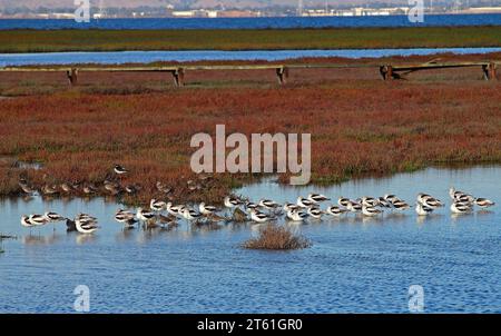 Küstenvögel entlang der San Francisco Bay, Kalifornien Stockfoto