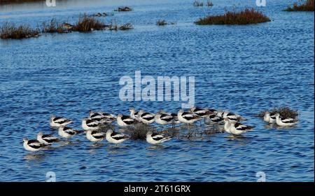 Küstenvögel entlang der San Francisco Bay, Kalifornien Stockfoto