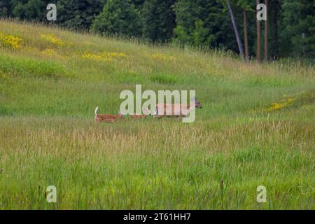 Weißschwanzkuh mit ihren Zwillingskrähen im Norden von Wisconsin. Stockfoto