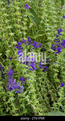 Salvia viridis bekannt als Wilder clary, jährliche clary, Blaubart, Grün, Joseph, gemalt, Salbei mit grünen Blättern auf dem Blumenbeet in einem Garten. Stockfoto