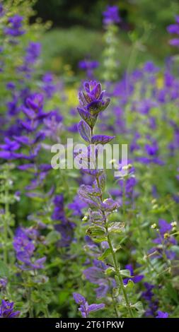 Salvia viridis bekannt als Wilder clary, jährliche clary, Blaubart, Grün, Joseph, gemalt, Salbei mit grünen Blättern auf dem Blumenbeet in einem Garten. Stockfoto