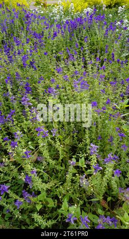 Salvia viridis bekannt als Wilder clary, jährliche clary, Blaubart, Grün, Joseph, gemalt, Salbei mit grünen Blättern auf dem Blumenbeet in einem Garten. Stockfoto