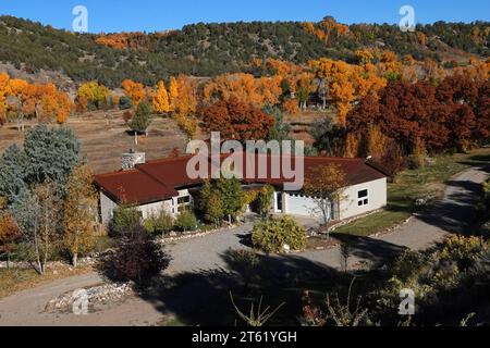 Eine Gruppe von Ponderosa-Kiefern färbt sich im Herbst gelb um ein Haus in Durango, Colorado, wenn die Jahreszeiten sich ändern Stockfoto