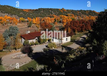 Eine Gruppe von Ponderosa-Kiefern färbt sich im Herbst gelb um ein Haus in Durango, Colorado, wenn die Jahreszeiten sich ändern Stockfoto