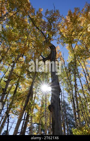 Eine Gruppe von Ponderosa-Kiefern färbt sich im Herbst gelb, wenn die Jahreszeiten sich ändern Stockfoto