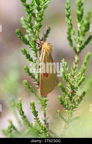 Diacrisia sannio, bekannt als getrübter Buff, eine Motte aus Finnland Stockfoto