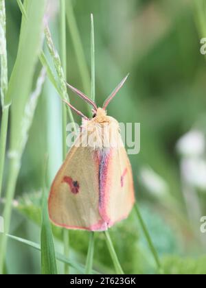 Diacrisia sannio, bekannt als getrübter Buff, eine Motte aus Finnland Stockfoto