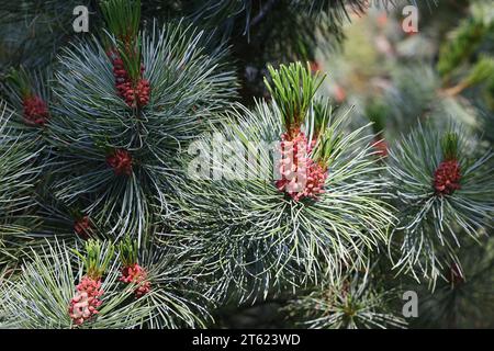 Pinus pumila, allgemein bekannt als sibirische Zwergkiefer, sibirische Zwergkiefer oder Zwergkiefer Stockfoto