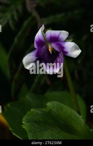 Einheimische oder Efeu-Blatt-Veilchen (Viola Hederacea) sind eine meiner Lieblingsblumen - aber sie sind winzig und müssen flach auf dem matschigen Boden liegen. Stockfoto