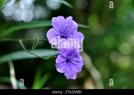 Ruellia simplex mexikanische Petunie mexikanische Blaublume selektiver Fokus Stockfoto