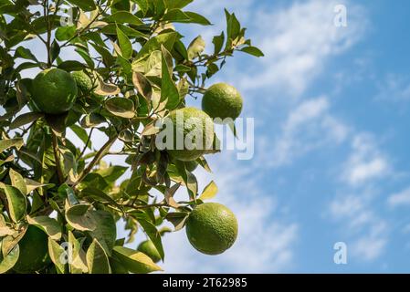 Orange Früchte mit grüner Farbe mit unreifen Schalen auf Baumzweig vor blauem Himmel Stockfoto