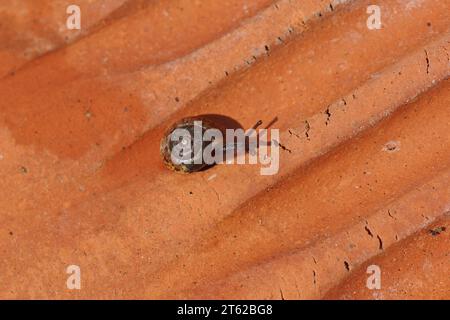 Gegürtelte Schnecke (Hygromia cinctella), Familie Hygromiidae. Auf der Unterseite einer Dachziegel auf dem Boden in einem niederländischen Garten. Herbst, November holländischer Garten Stockfoto