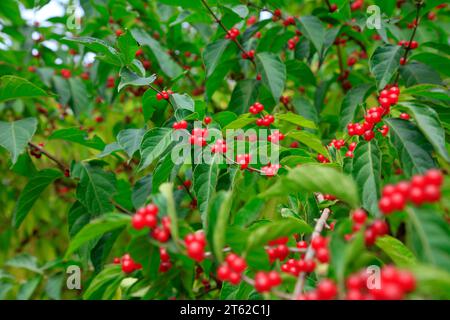 Frucht von Lonicera japonica im botanischen Garten, China Stockfoto