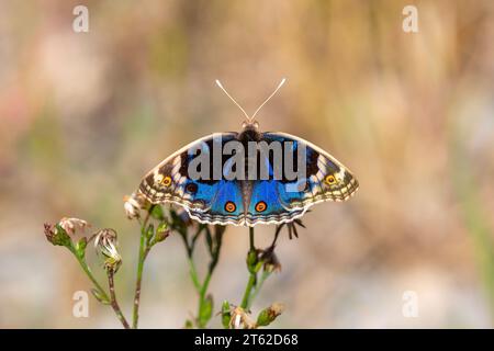 Schmetterling mit voll ausgebreiteten Flügeln, Junonia Orithya Stockfoto