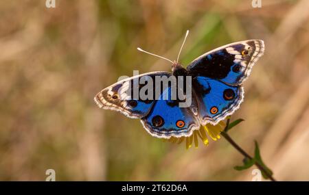 Schmetterling mit voll ausgebreiteten Flügeln, Junonia Orithya Stockfoto