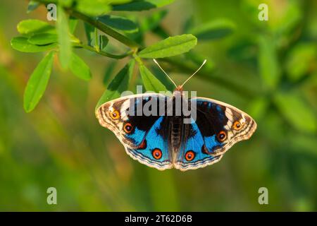 Schmetterling mit voll ausgebreiteten Flügeln, Junonia Orithya Stockfoto