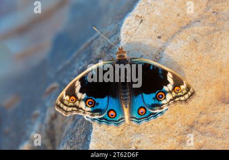 Schmetterling mit voll ausgebreiteten Flügeln, Junonia Orithya Stockfoto