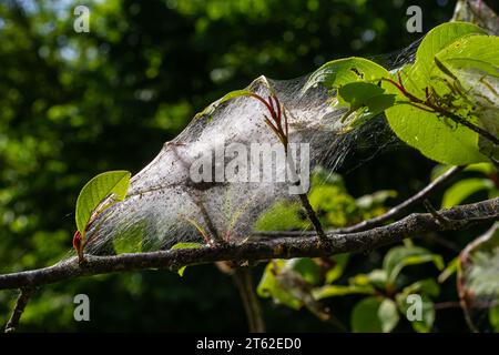 Eine Gruppe von Larven des Vogelkirscherbchens Yponomeuta evonymella verpuppt sich in dicht gepackten gemeinschaftlichen, weißen Netzen auf einem Baumstamm und Ästen zwischen grünen Leven Stockfoto