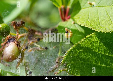 Eine Gruppe von Larven des Vogelkirscherbchens Yponomeuta evonymella verpuppt sich in dicht gepackten gemeinschaftlichen, weißen Netzen auf einem Baumstamm und Ästen zwischen grünen Leven Stockfoto