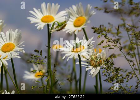 Grüne Grashüpfer Tettigonia viridissima auf einer Blume, Tierwelt, Makro. Stockfoto