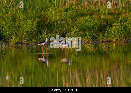 Süßer Langbeinvogel. Farbenfroher Naturhintergrund Schwarzer geflügelter Stiel Himantopus himantopus. Stockfoto