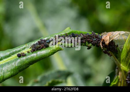 Der Blattlaus der schwarzen Bohnen Aphis fabae ist ein Mitglied der Ordnung Hemiptera. Andere gebräuchliche Bezeichnungen sind Blackfly, Bohnenblattlaus und Blattblattlaus. Es ist Schädling o Stockfoto