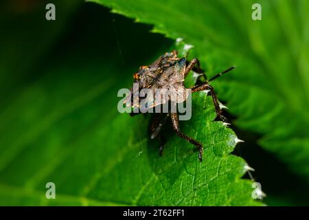 Eine Nahaufnahme eines braunen Waldkäfers oder eines rotbeinigen Schildkäfers auf einem grünen Blatt, Pentatoma rufipes. Stockfoto