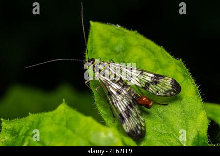 Nahaufnahme einer deutschen Skorpionfliege, Panorpa germanica, die auf einem grünen Blatt sitzt. Stockfoto