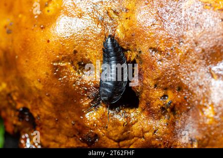 Larven grosser Aaskäfer, Aaskäfer oder Grabkäfer Silphidae. Stockfoto