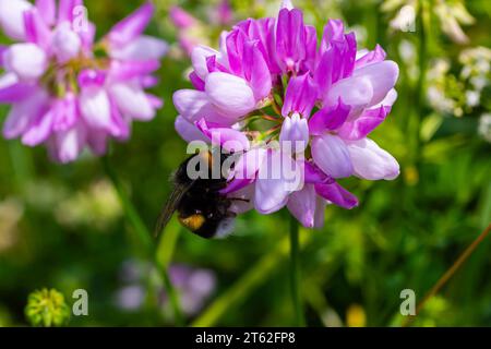 Nahaufnahme einer kleinen europäischen Gartenhummel, Bombus hortorum, trinkender Nektar aus einer lila Distelblume. Stockfoto
