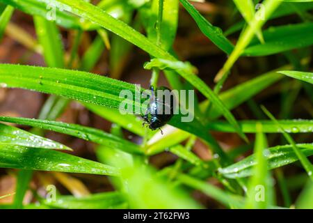Erdlanglangweilige Dungkäfer, Anoplotrupes stercorosus. Stockfoto