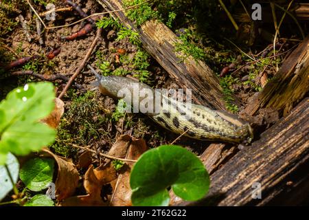 LiMax maximus - Leopardenschnecke, die auf dem Boden zwischen den Blättern kriecht und eine Spur hinterlässt. Stockfoto