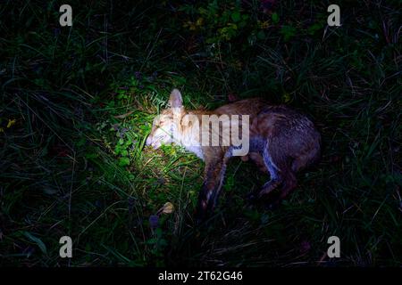 Ein toter Fuchs liegt mit offenem Mund auf der Wiese Stockfoto