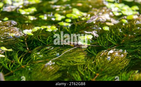 Eine Nahaufnahme von Gerris Lacustris oder gewöhnlichem Teichläufer. Stockfoto