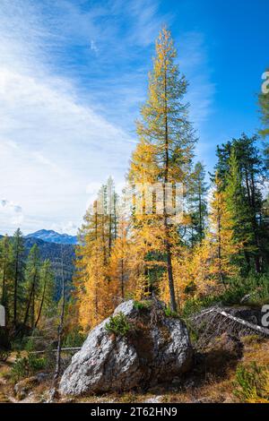 Goldene Lärchen in den Dolomiten, Italien Stockfoto
