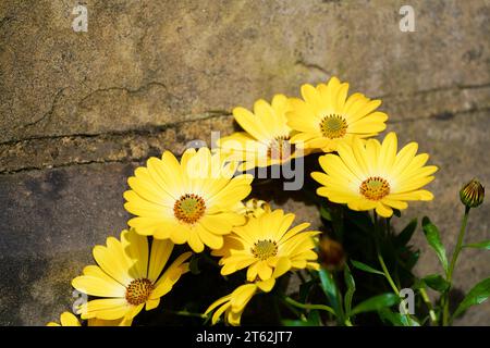 Cape Gänseblümchen Blumen. Blühende Pflanze in Nahaufnahme. Asteraceae. Osteospermum. Stockfoto
