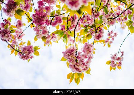 Rosafarbene Kirschblüten im Frühling. Blühender Baum aus der Nähe. Stockfoto