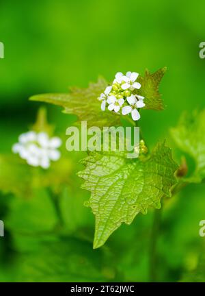 Weiße Blüten von Knoblauchsenf. Blühende Pflanze Nahaufnahme vor grünem Hintergrund. Alliaria petiolata. Stockfoto
