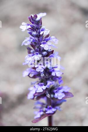 Lila Blüten des blauen Bugels. Blühende Pflanze in Nahaufnahme. Ajuga reptans. Bugleherb, Bugleweed, Teppichweed, Teppichweed. Stockfoto