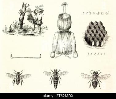 Imkerei-Platte: imker sammelt Schwarm, Schutzanzug, Wabenzellen, Larvenstadien, drei Bienenarten (Königin, Drohne, Arbeiter), Paris, 1849 Stockfoto