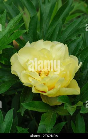 Paeonia Bartzella, Pfingstrose Bartzella, gelbe Blüten, rosa um einen Ring aus hellgelben Staubblättern Stockfoto