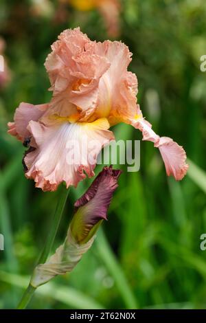 Tall Bearded Iris, Iris High Roller, große Rüschenblüten in braunem Braun, orange-gelbe Töne an Blütenblättern, Orangenbärte. Stockfoto